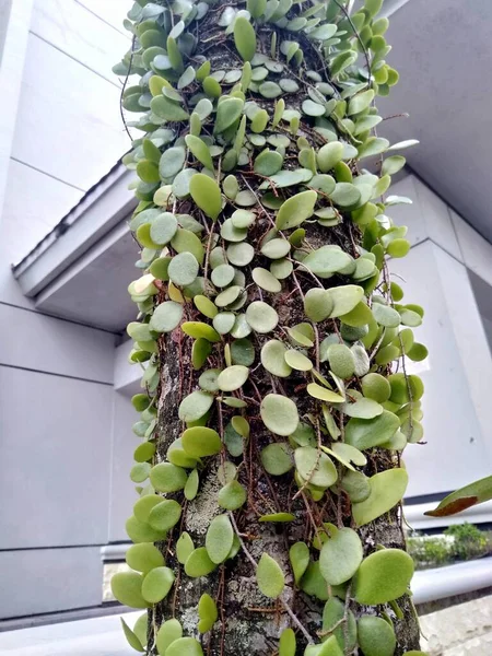폴리아 Pyrrosia Eleagnifolia 나무껍질 고사리로 알려져 뉴질랜드에서 자생하는 반양치류이다 Eleagnifolia — 스톡 사진