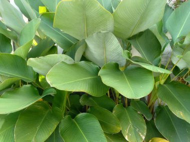 Calathea lutea which is also called Cuban Cigar or Pampano.At first glance the leaves looklike a banana tree,but they are wider and shorter with a more visible leaf texture with a brighter green color.