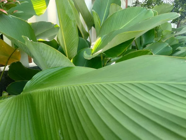 Calathea lutea which is also called Cuban Cigar or Pampano.At first glance the leaves looklike a banana tree,but they are wider and shorter with a more visible leaf texture with a brighter green color.