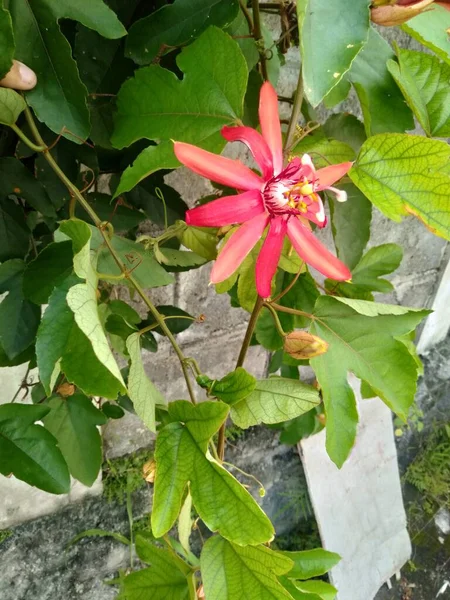 グラナディラ赤または赤の情熱花 Passiflora Com Cocinea は木質植物 パッシフラエア科に属し ブドウ科に属します — ストック写真