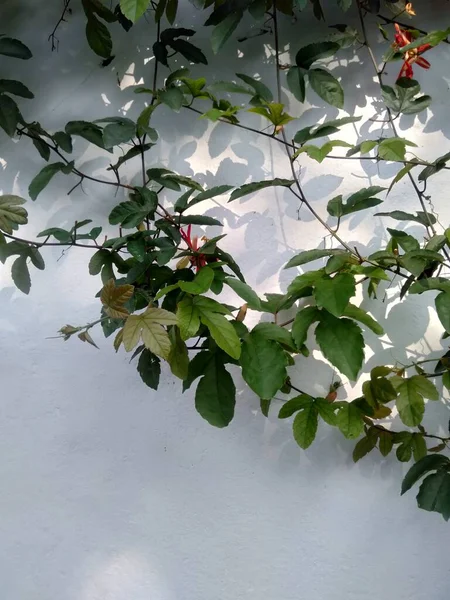 Красный Красный Цветок Страсти Passiflora Cocca Древесное Растение Дерево Относящееся — стоковое фото