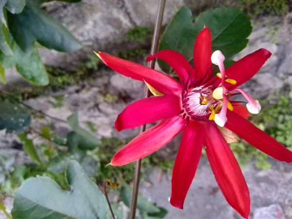 Красный Красный Цветок Страсти Passiflora Cocca Древесное Растение Дерево Относящееся — стоковое фото