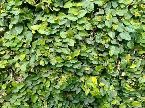 Closeup Ficus Pumila Wall Vines — Stok Foto