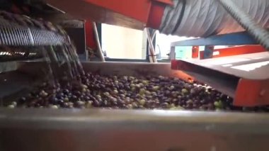 Sardunya İtalya 'da zeytinyağı işlemek için yıkanmış zeytinler.