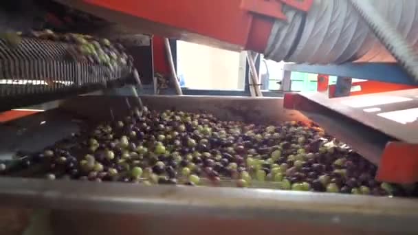 Oliver För Bearbetning Till Olivolja Sardinien Italien — Stockvideo