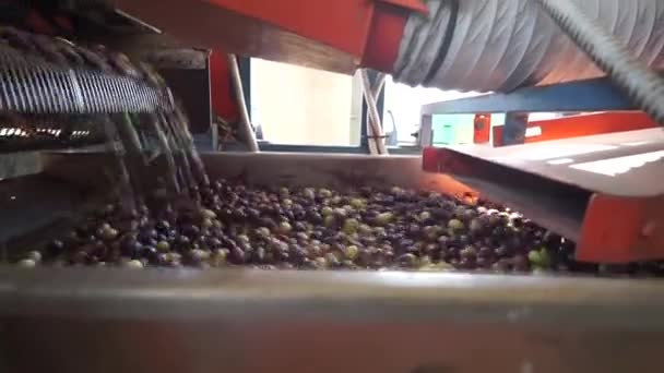 Oliver För Bearbetning Till Olivolja Sardinien Italien — Stockvideo