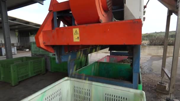 Azeitonas Lavadas Por Máquina Para Transformação Azeite Sardenha Itália — Vídeo de Stock
