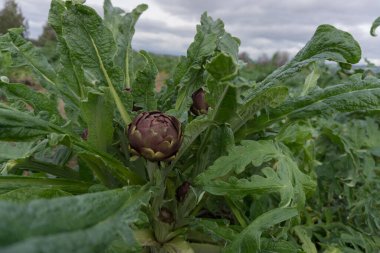 Enginar ve uzun yeşil yaprakları Sardunya 'da.