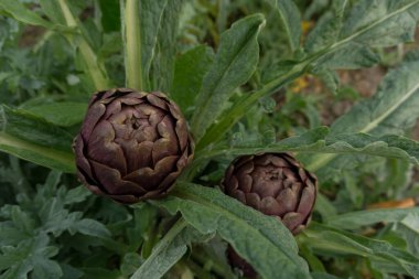Sardunya 'daki iki enginarın yakın çekimi..