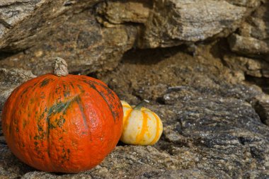İki cadılar bayramı balkabağı. Biri turuncu, diğeri sarı..