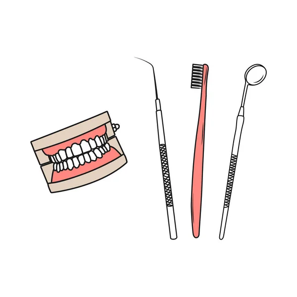 Human jaws model. Teeth instruments for oral hygiene. Line art. Dental health care concept. Hand drawn vector illustration.