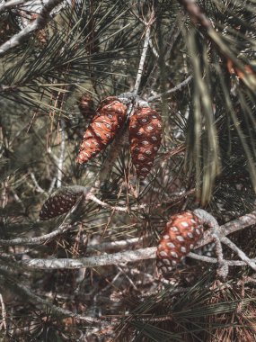 Bir ağacın dalında çam kozalağı