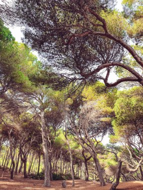 Yeşil ağaç dalları, güzel bir arka planı olan ağaçlar.,