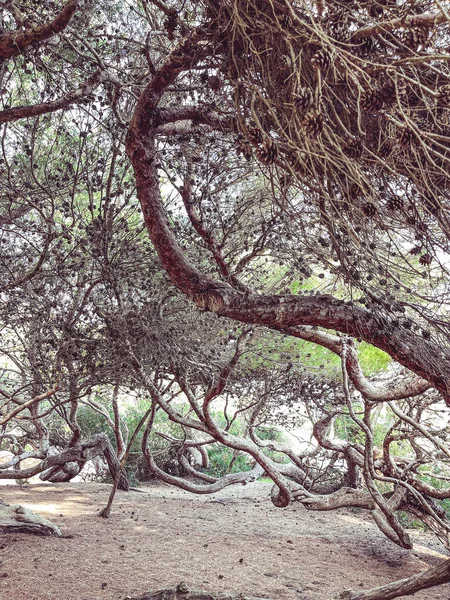 Bulutlu bir gökyüzünün altındaki parkta yeşil bir ağacın güzel bir görüntüsü. Güneş parlıyor.