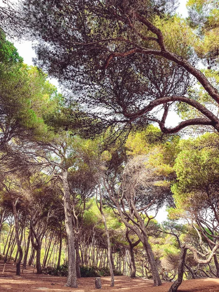 Grüne Äste Bäume Mit Schönem Hintergrund — Stockfoto