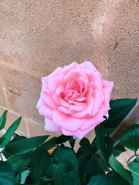 Троянди Саду Флорі — стокове фото
