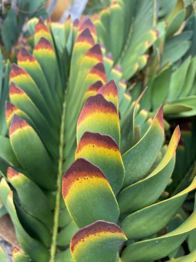 Bahçedeki kaktüse yakın.