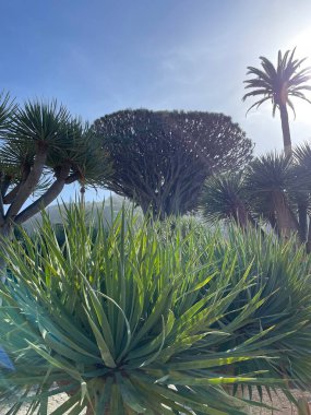 Yaprakları ile Palmiye ağacı