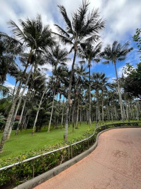 Parktaki palmiye ağaçları