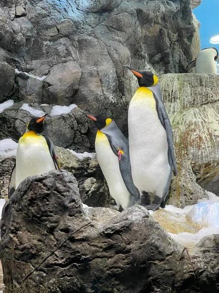 Gentoo Pinguin Meer — Stockfoto