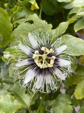 Güzel botanik fotoğrafı, doğal duvar kağıdı.
