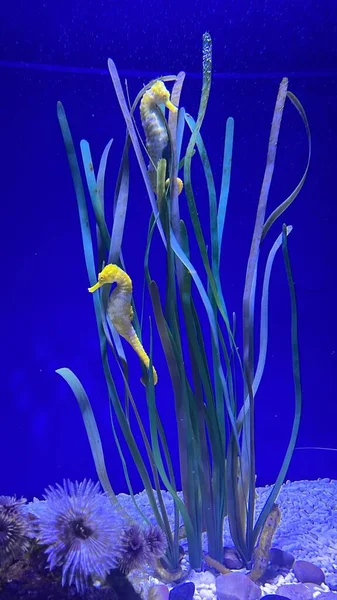 Undervattensutsikt Över Vacker Fisk Akvarium — Stockfoto