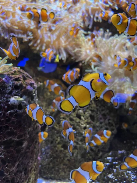 Vackra Korallrev Det Röda Havet — Stockfoto