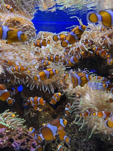 Undervattensutsikt Över Fisk Röda Havet — Stockfoto