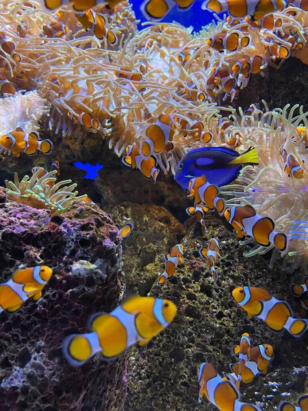 Hermoso Arrecife Coral Mar Rojo — Foto de Stock