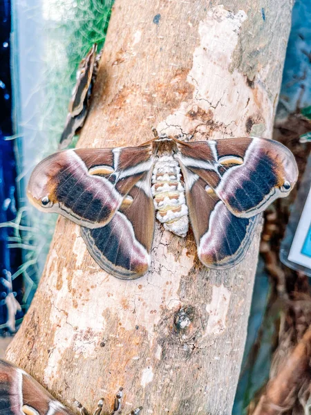 从一棵树上看到了死亡的甲虫 特写镜头 — 图库照片