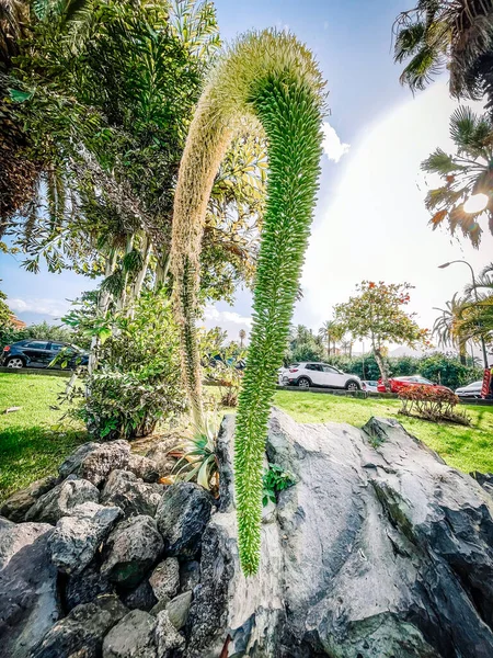 Güzel botanik fotoğrafı, doğal duvar kağıdı.
