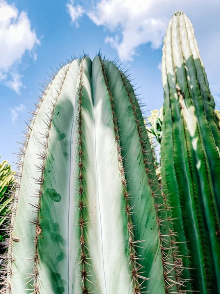 Bahçedeki yeşil kaktüs