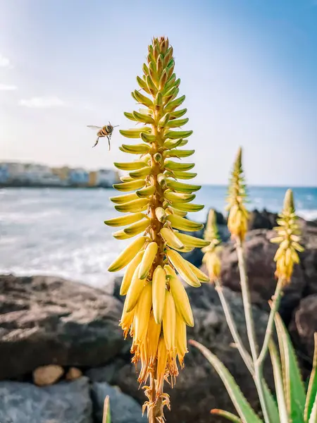 Güzel botanik fotoğrafı, doğal duvar kağıdı.