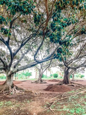 Parktaki yeşil ağaç