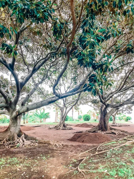 Parktaki yeşil ağaç