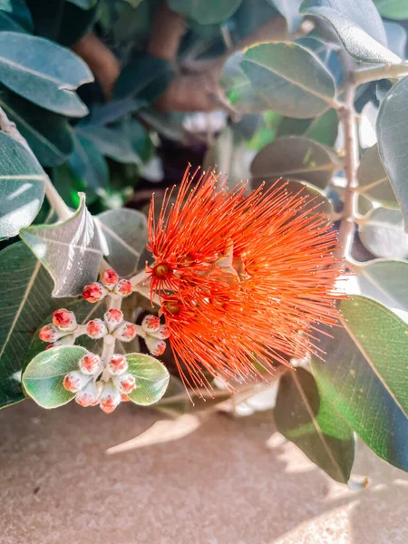 flower of the plant, flora of nature