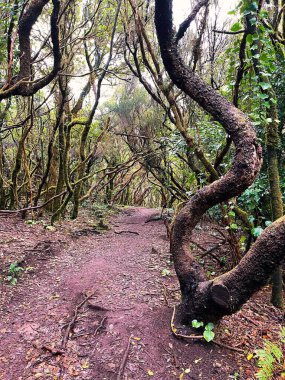 Parktaki güzel orman