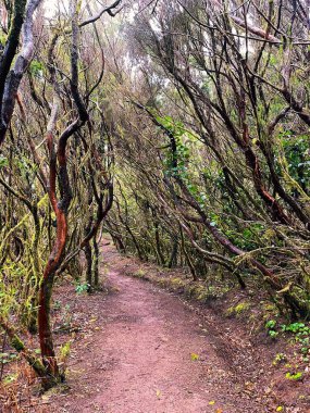 Ormanın güzel manzarası