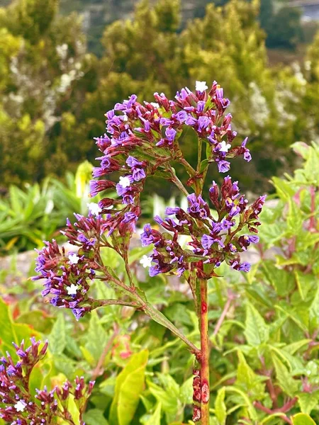 Bahçedeki güzel mor çiçekler