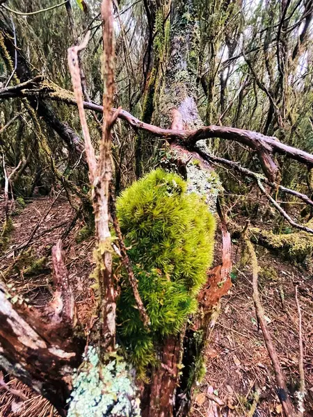 the tree is a large deciduous forest