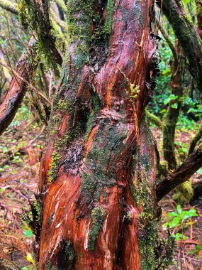 Ormandaki ağaç gövdesi