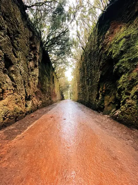 a road through the forest in the mountains of the negev, the most beautiful landscape.
