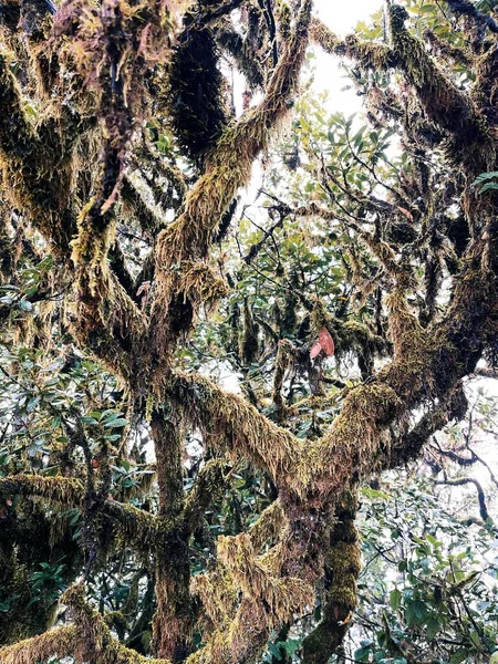 Yosun kaplı bir ağaç gövdesinin yakın çekimi.