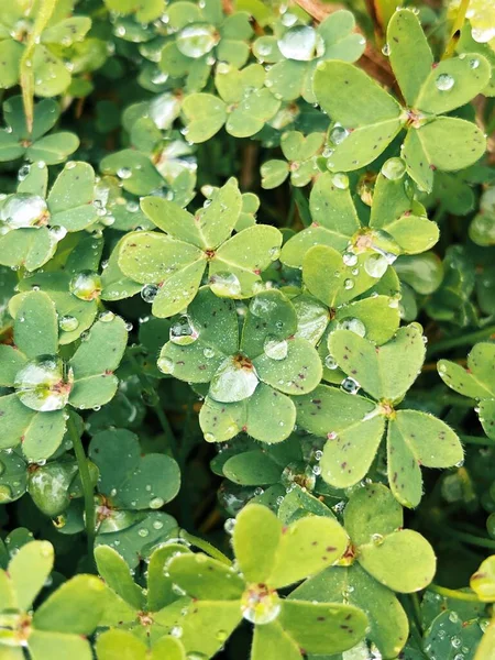 close up of green plants growing in the water.