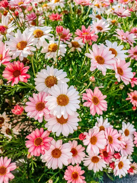 Bahçedeki güzel çiçekler