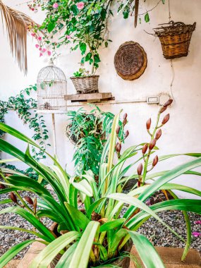 Bahçedeki güzel çiçekler