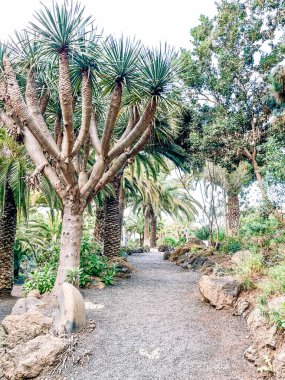 olive tree in the desert, egypt.