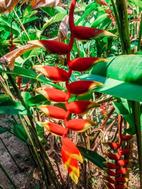Bahçede kırmızı ve yeşil biber