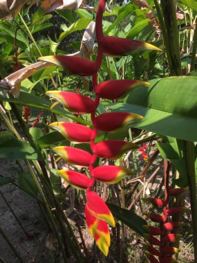 bir ağaç üzerinde kırmızı ve yeşil biber