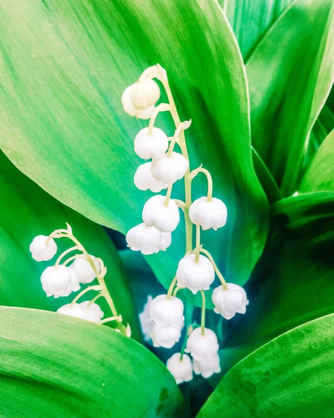 Yeşil arkaplanda beyaz zambak çiçeği